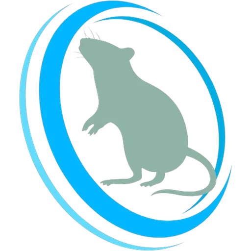 Illustration d’un rat, rongeur traité par Dératisation 77